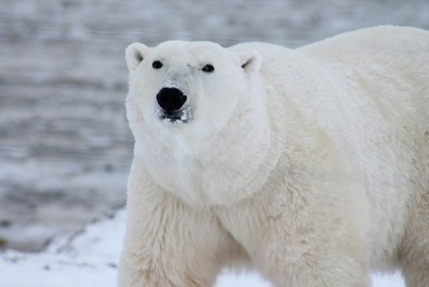 Der Besuch des Eisbären in Island dauerte nicht lange. (Bild Pixabay)
