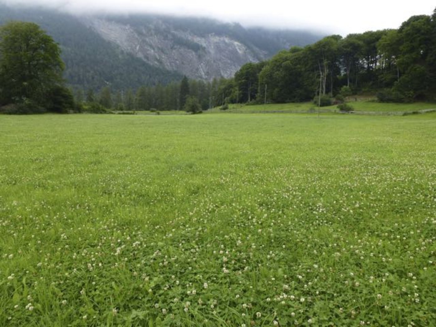 Weide des Plantahofs in der Ganda nach intensiver Beweidung. (Bild Plantahof)