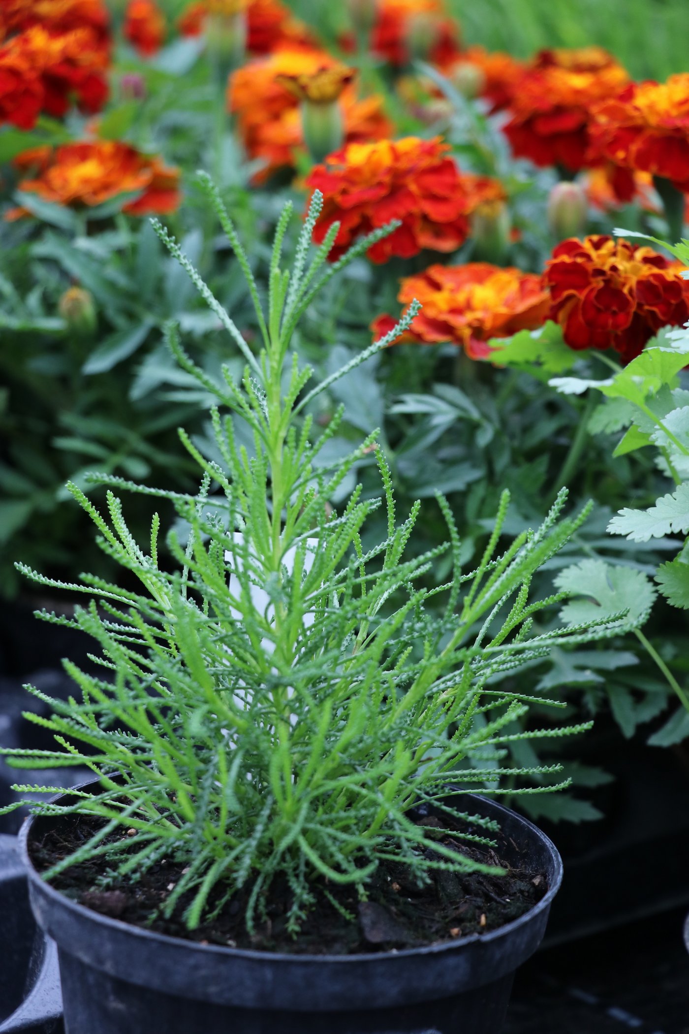 Olivenkraut: die einheimische Alternative zu Oliven.