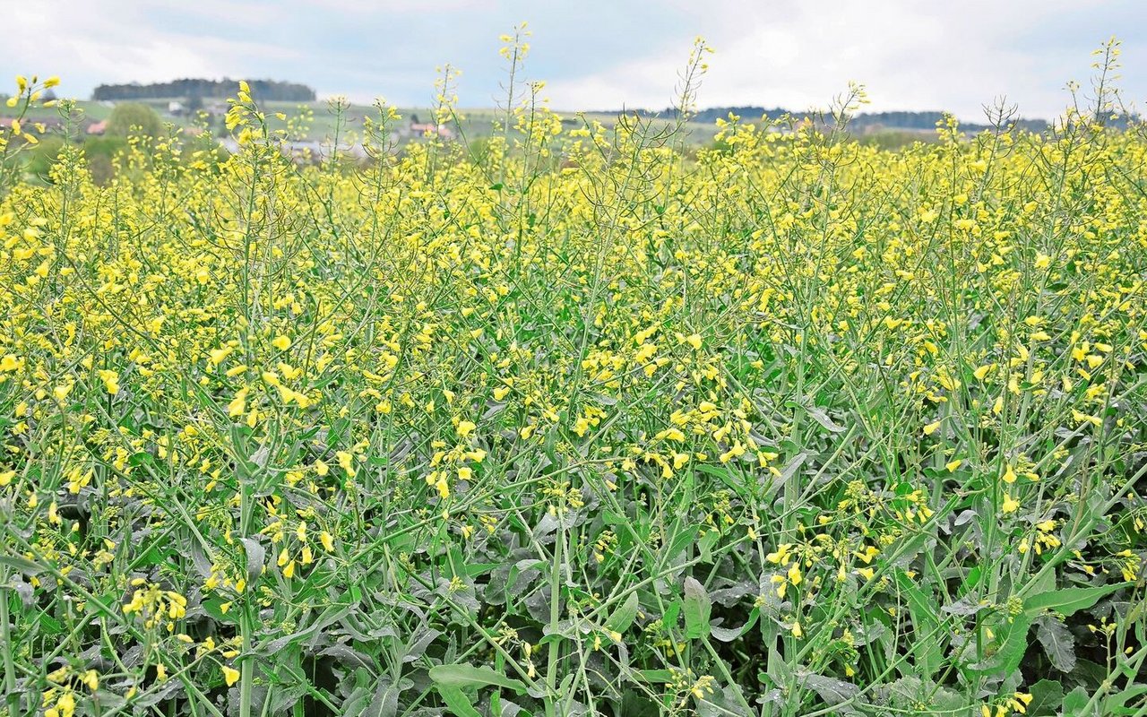 Dunkle Wolken, Regen und gelegentlich Schnee: Derzeit herrschen widrige Bedingungen auf dem Feld. Die Bestäubung des Rapses sei aber weiträumig bereits abgeschlossen und für späte Bestände eine zweite Bestäubungswelle möglich.