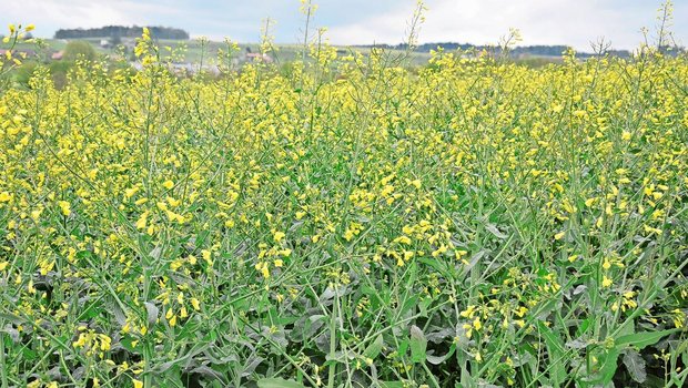 Dunkle Wolken, Regen und gelegentlich Schnee: Derzeit herrschen widrige Bedingungen auf dem Feld. Die Bestäubung des Rapses sei aber weiträumig bereits abgeschlossen und für späte Bestände eine zweite Bestäubungswelle möglich.