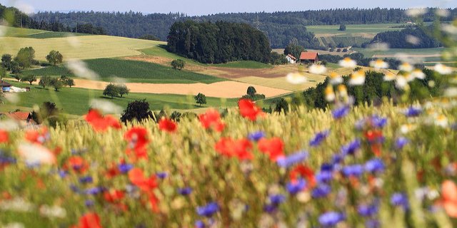 Nicht nur schön, sondern auch nützlich: Blühstreifen fördern Nützlinge. (Bild Agroscope, Matthias Tschumi)