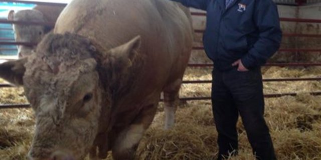 Eine Attraktion auf den Betriebstouren war Bel Dhu Capercaillie: Der Simmental-Stier wurde für die Rekordsumme von 47'250 Pfund gekauft. (Bild: Jeanne Woodtli)