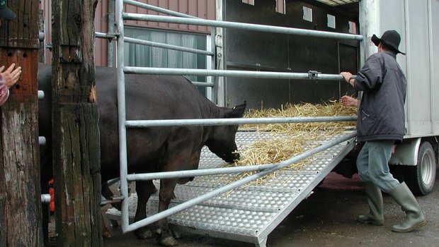 Dürfen trächtige Kühe in Zukunft in Deutschland nicht mehr verladen werden? (Bild BauZ)
