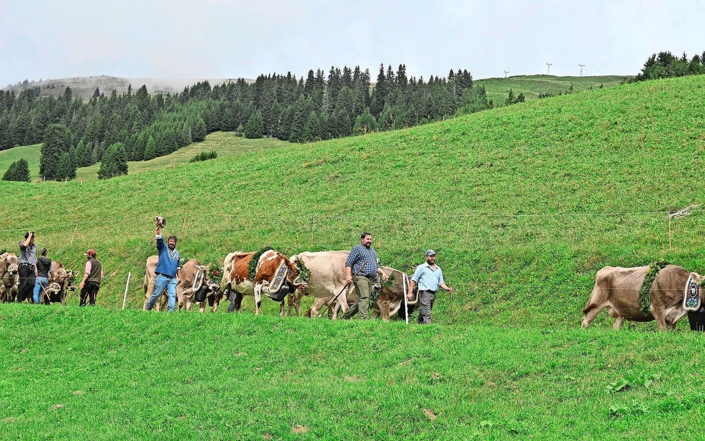 Die Kühe haben es eilig. Die Älpler sorgen sowohl für Tempo als auch Ruhe in der Herde und grüssen schon von weitem Freunde und Bekannte. Sie geniessen den Alpaufzug ebenfalls. 
