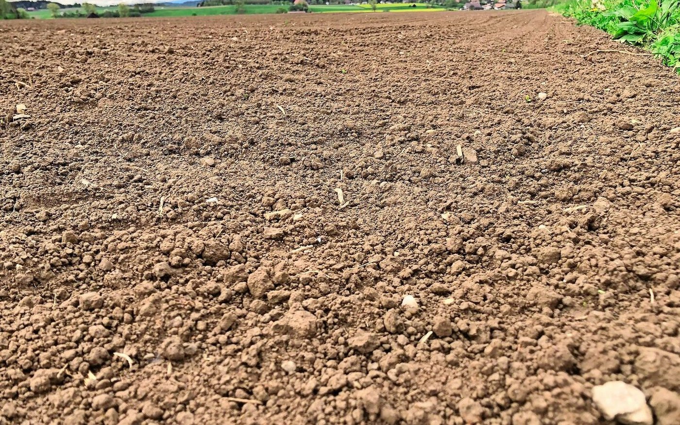 Die Bodenbearbeitung bringt organisches Material und Bodentiere an die Oberfläche. Das kann Krähen anlocken, weshalb zu ein paar Tagen Wartezeit bis zur Saat geraten wird.