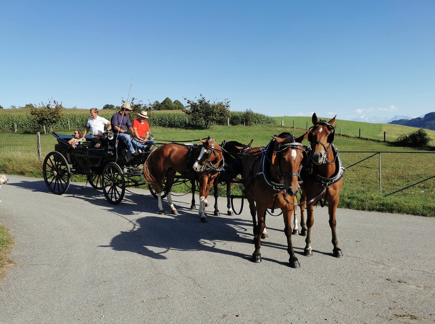 Der Landauer wartet wenige Meter vor seinem Ziel noch auf eine Kuhherde, die auf dem Weg zur Weide ist. (Bild sb)