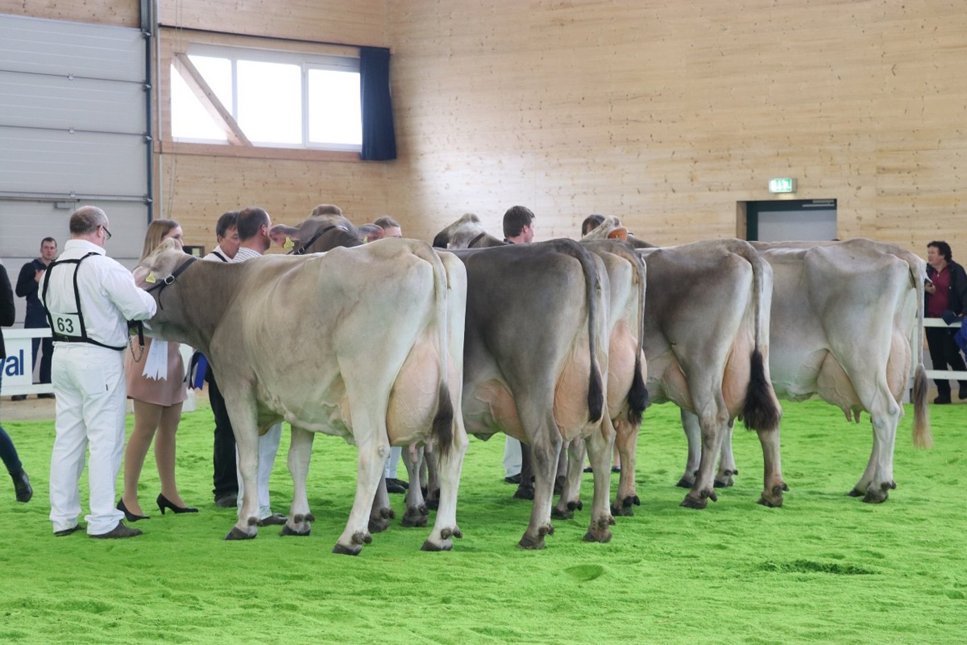 Starke Lebensleistungskategorie beim Braunvieh mit der Siegerin KreuzerHever Glenn Zara von Andy Kreuzer im Vordergrund. 