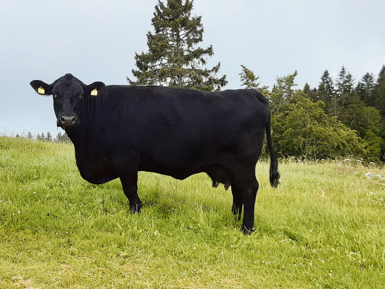 Simon Schneiders Miss Essence ist eine «easy handling cow» und sein besonderer Liebling. (Bild Simon Schneider)