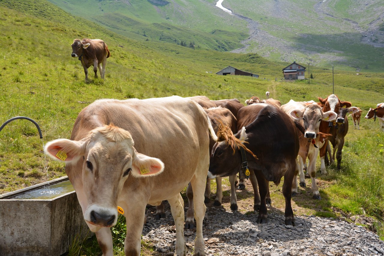 Das Vieh der Älplerin kommt auf die Hütte zugelaufen.