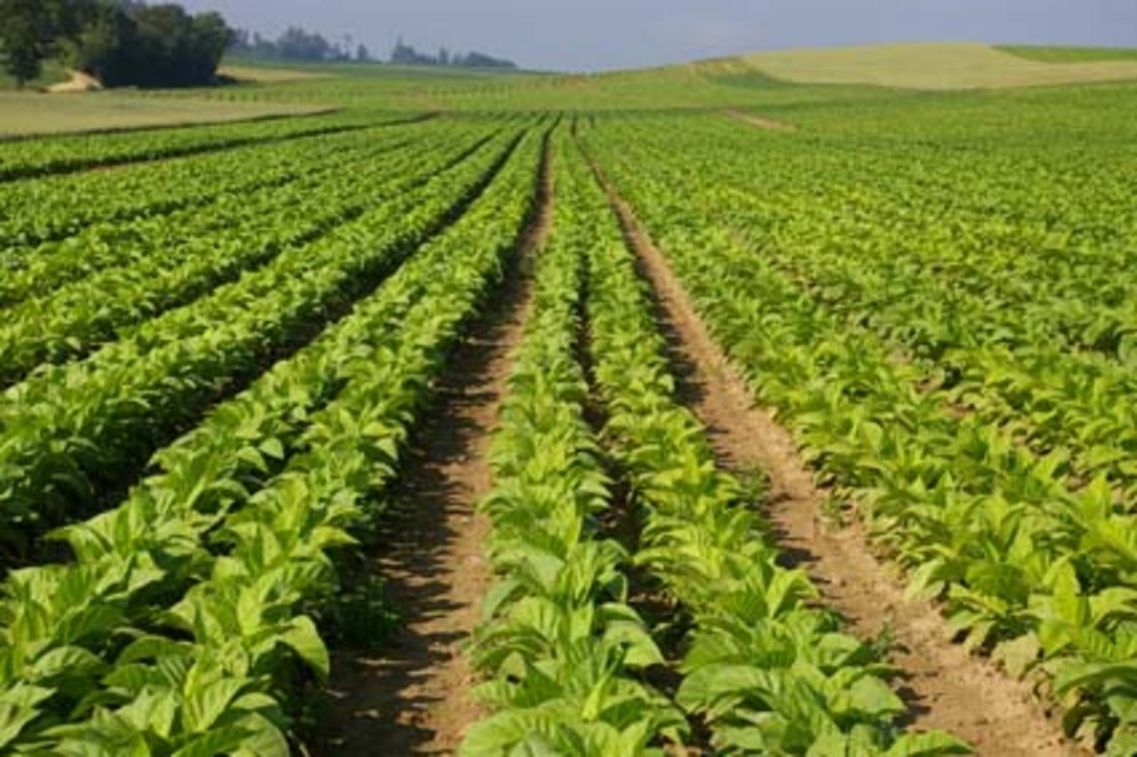 Der Tabakanbau in der Schweiz ist rückläufig. (Bild Laurent Thierrin/landwirtschaft.ch)