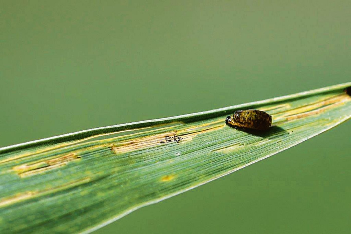 Eine Larve des Getreidehähnches.(Bild Ueli Zobrist)