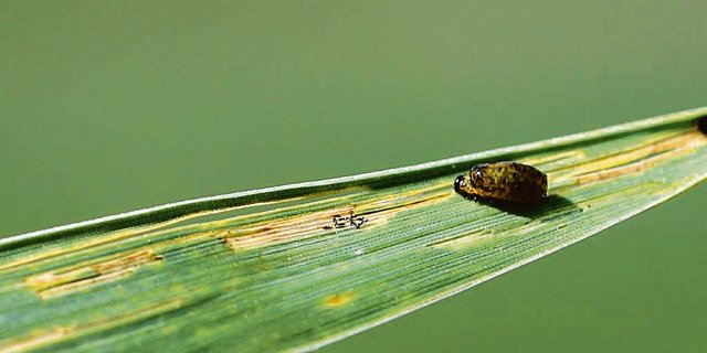 Eine Larve des Getreidehähnches.(Bild Ueli Zobrist)