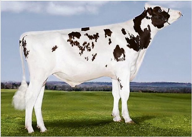 Werden die Kühe von Red Holsteinstier Agent-ET nicht tragend? Laut einigen Züchtern sei es schwierig, von Agent die Kühe tragend zu bekommen. Dem widerspricht Swissgenetics.(Bild KeleKi)