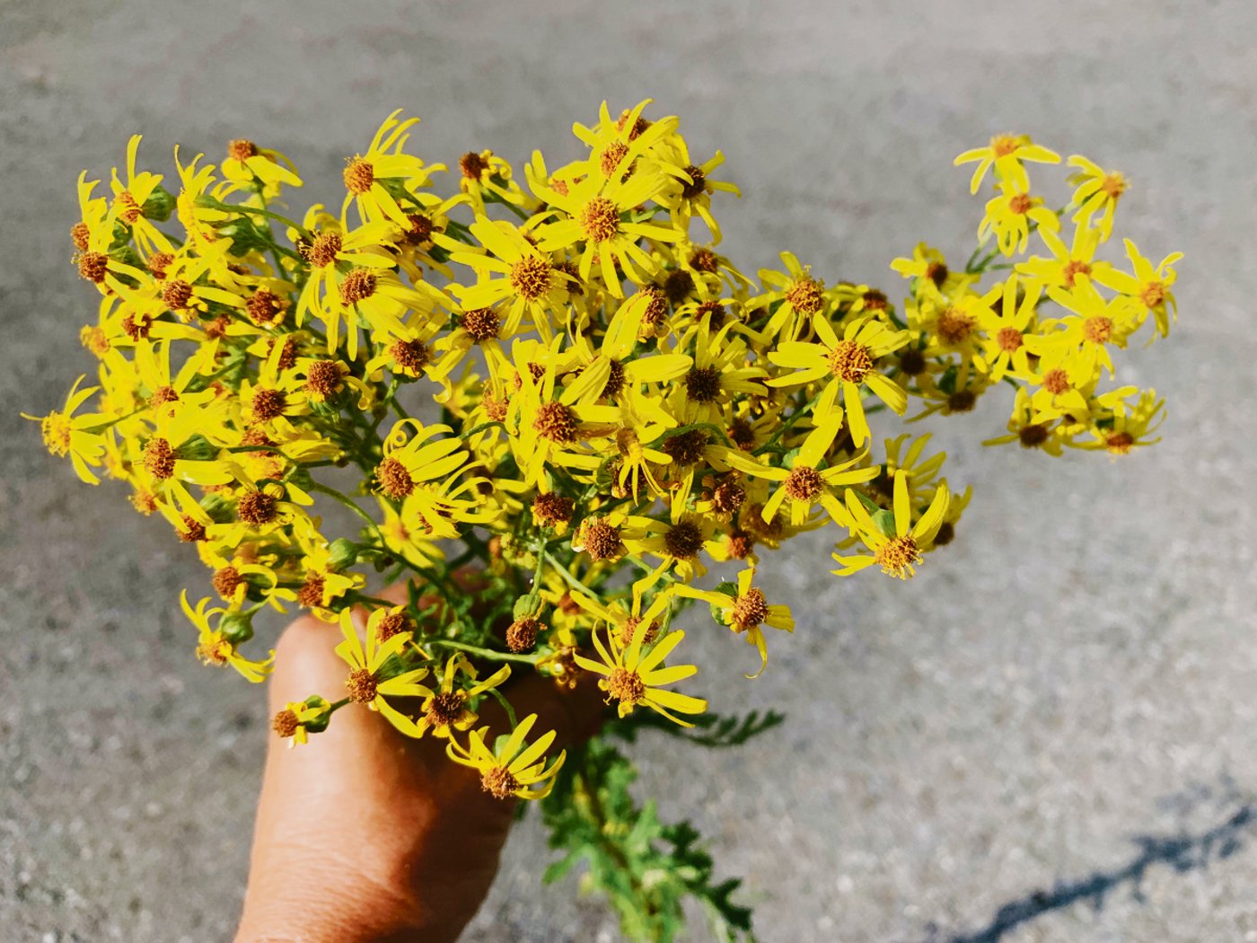Jakobskreuzkraut, schon bald abgeblüht. Diese Pflanze ist für Rindvieh auch in konserviertem Zustand giftig. (Bild Josef Scherer)