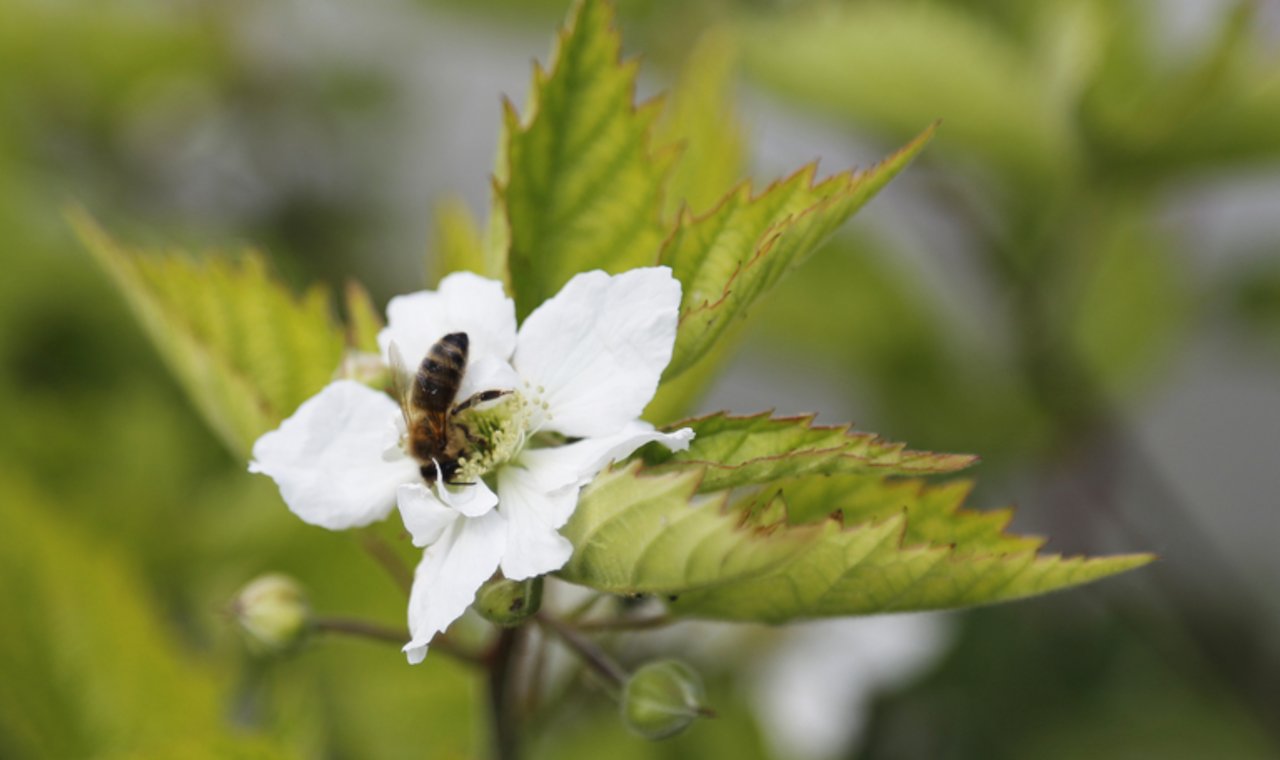 Sowohl Wild- wie auch Honigbienen leiden massiv unter dem dramatischen Verlust an Biodiversität. (Bild Pixabay)