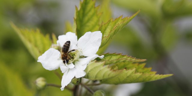 Sowohl Wild- wie auch Honigbienen leiden massiv unter dem dramatischen Verlust an Biodiversität. (Bild Pixabay)