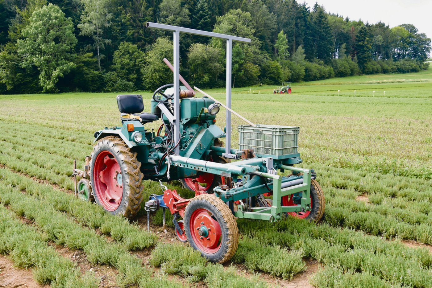 Zum Aushacken der Unkräuter verwendet Ernst Flückiger unter anderem das Gänsefussschar-Hackgerät.