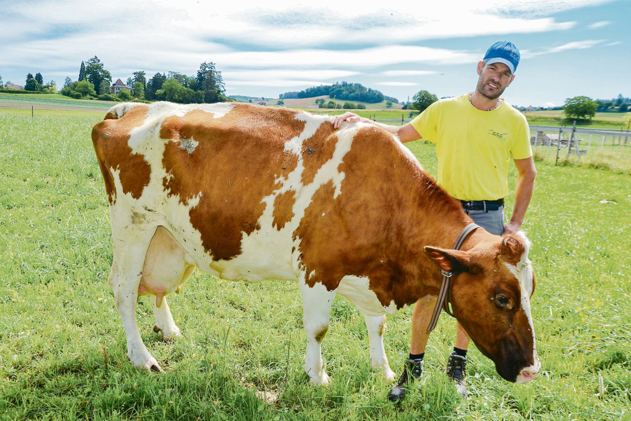 Die vierzehnjährige Red-Holstein-Kuh Ralf Adria. 