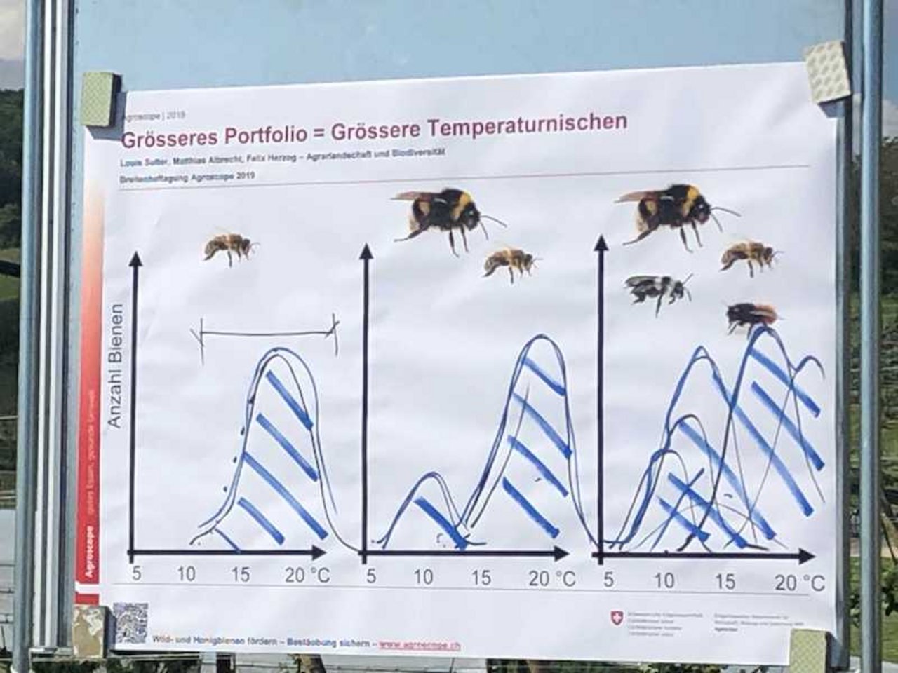 Da Wildbienen auch bei tiefen oder hohen Temperaturen bestäuben, ist das Bestäubungsfenster grösser. (Bild et)