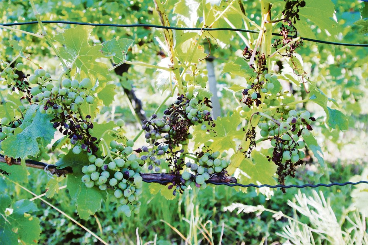 An diesen Rebstöcken hat der Falsche Mehltau dafür gesorgt, dass einzelne Traubenpartien oder gar ganze Blütenstände (Gescheine) nach dem Befall abgestorben sind.