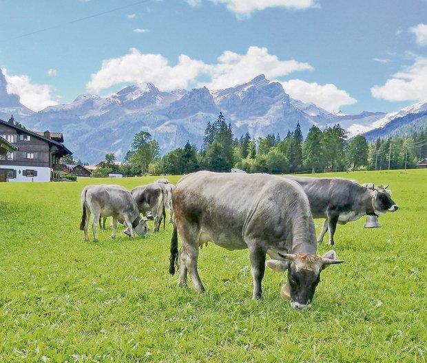 Das Rätische Grauvieh stammt ursprünglich aus Graubünden, wo es als Dreinutzungs-Rasse für die Produktion von Milch und Fleisch sowie zur Arbeit eingesetzt wurde. (Bild Toni Bergmann)