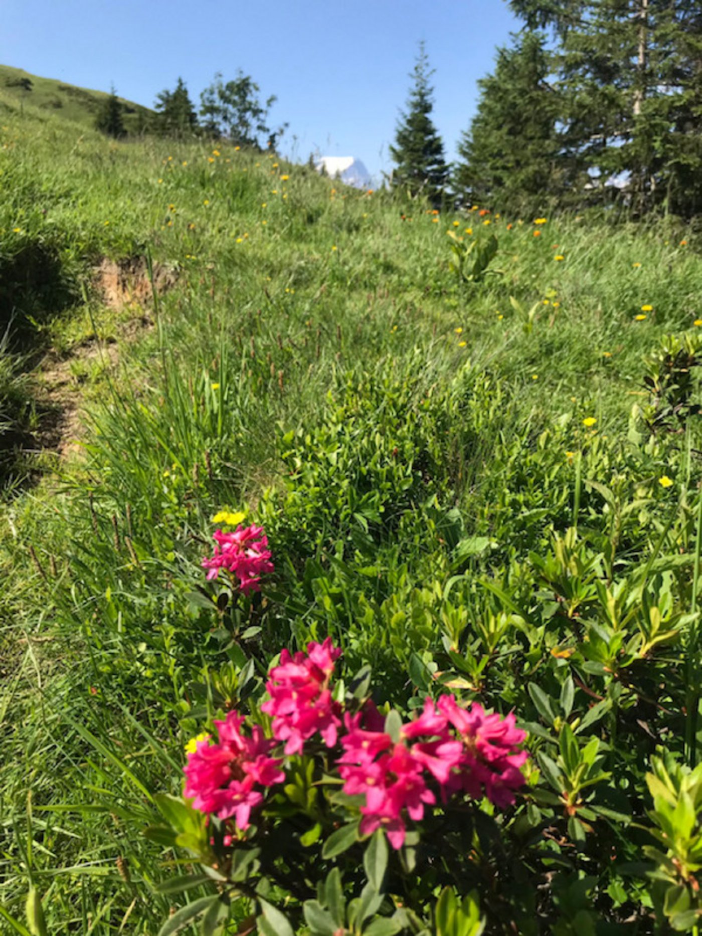 Empfang mit Alpenrosen kurz vor dem Mittelsass Hälsli. 