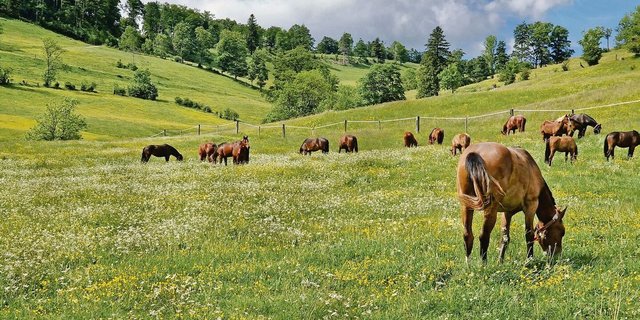 Ein Bild, das bald der Vergangenheit angehört. Die Fohlenweide auf der Hinteren Schmiedenmatt wird aufgegeben.