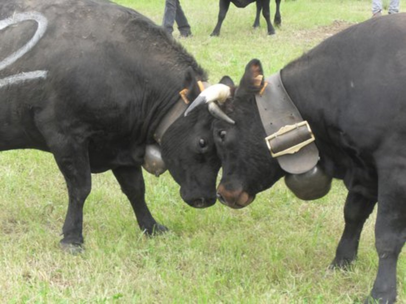 30 Eringerkühe werden an der BEA um die Krone kämpfen. (Bild Caroline Peillex/landwirtschaft.ch)