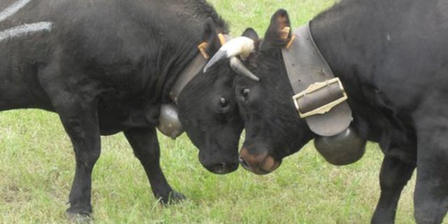 30 Eringerkühe werden an der BEA um die Krone kämpfen. (Bild Caroline Peillex/landwirtschaft.ch)