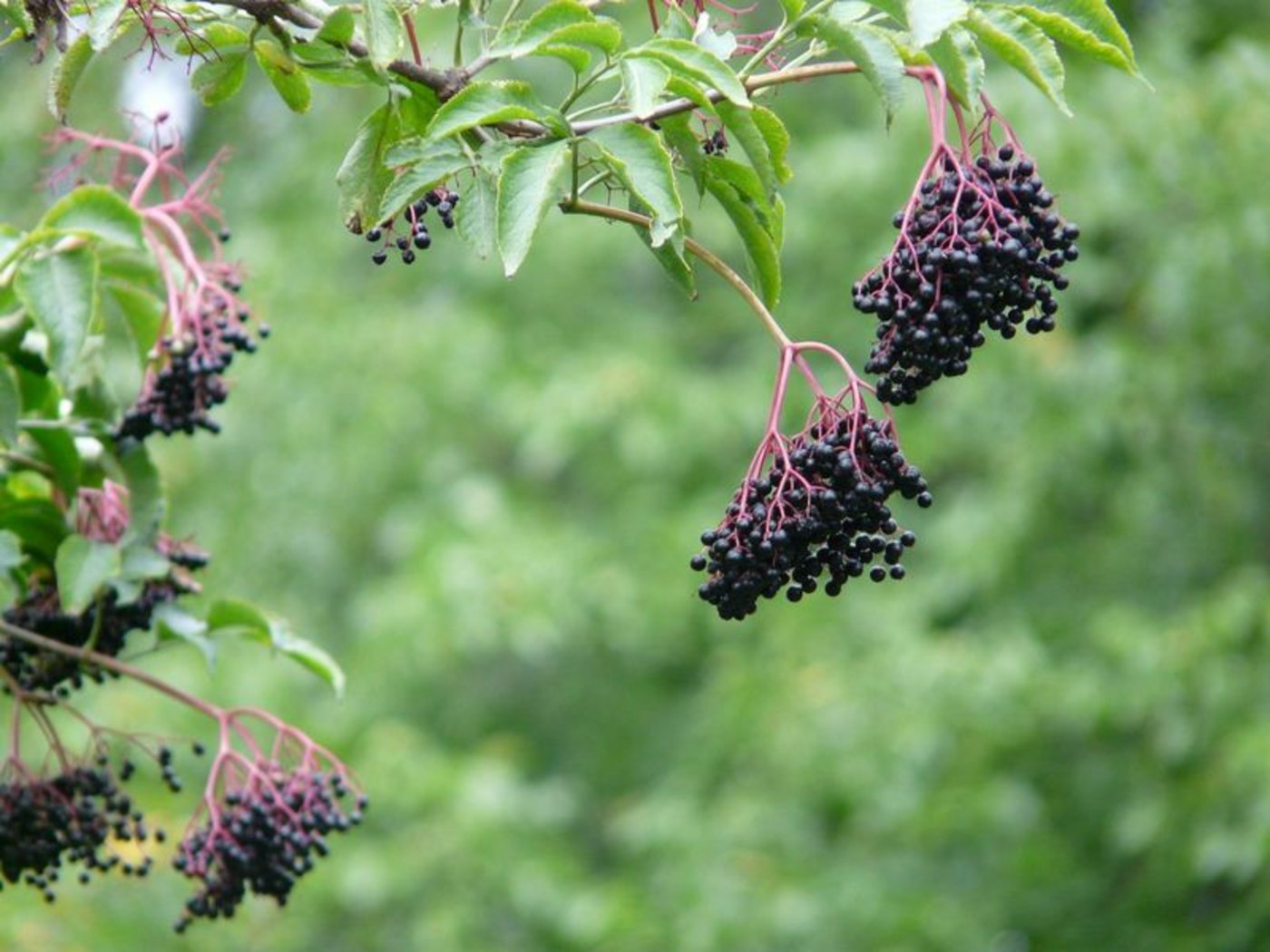 An besonnten Waldrändern und auf Lichtungen sind jetzt bereits die ersten Holunderbeeren reif. (Bild Pixabay)