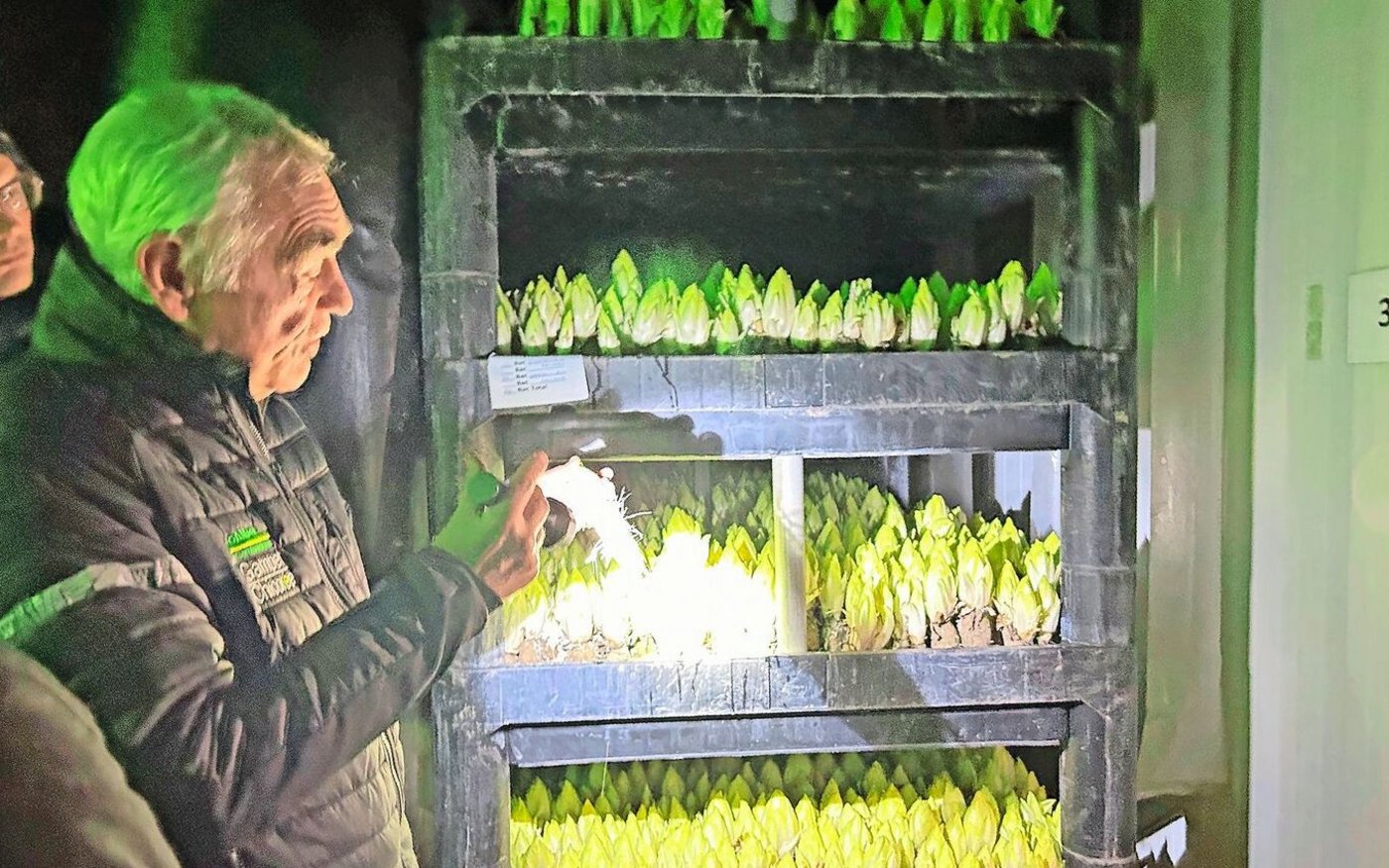 Erwin Gamper führte durch die Treiberei, wo im Dunkeln die charakteristischen Chicoréeblätter heranwachsen. 
