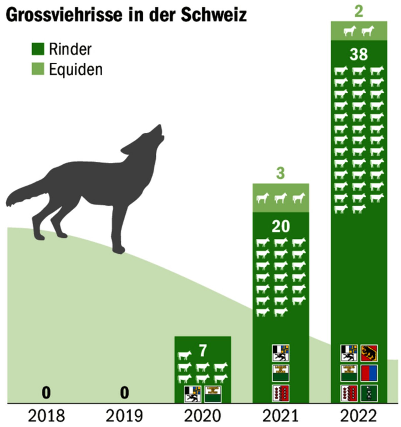 Seit 2020 gibt es von Wölfen gerissene Rinder und Equiden in der Schweiz, Tendenz steigend.
