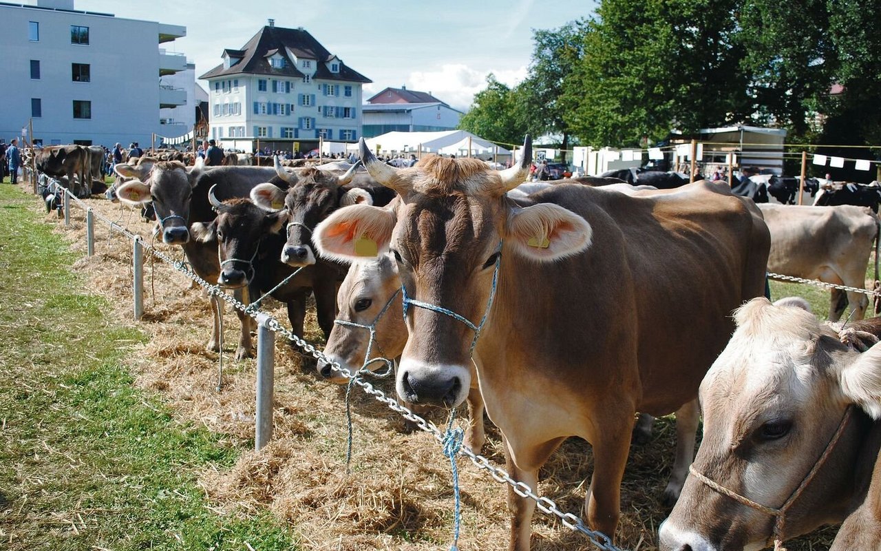 Die Braunviehtiere in Küssnacht müssen heuer erstmals über das Bruna-Net von Braunvieh Schweiz angemeldet werden.