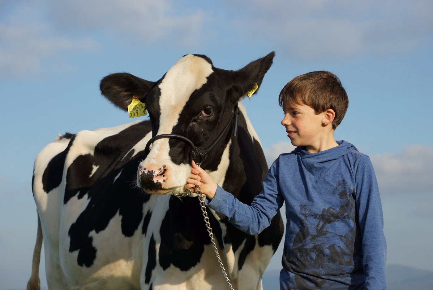 Der neunjährige Jann Bürkli zeigt eine O’Kaliber-Tochter in Brunegg. Mit ihrer Grossmutter hatte er seinen ersten Schauauftritt an einem Kälberwettbewerb. (Bild Ruth Aerni)