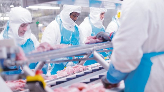 Baupläne der Micarna: Die Ostschweiz muss warten Micarna schlachtet weiterhin Schweizer Poulets. Sie verzichtet aber auf einen zweiten Schlachthof in der Ostschweiz, sondern baut den Betrieb in Courtepin FR neu und erhöht die Kapazität.(Bild zVg)