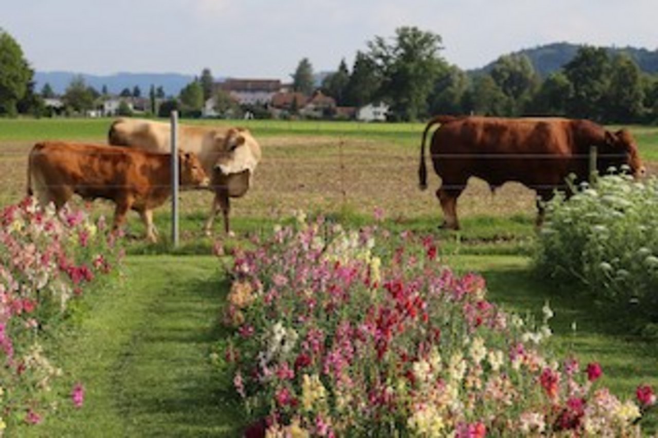 Schnittblumen können auf Landwirtschaftsbetrieben eine interessante Einkommensquelle darstellen. Oder sie bleiben ein aufwendiges Hobby. (Bilder mg)