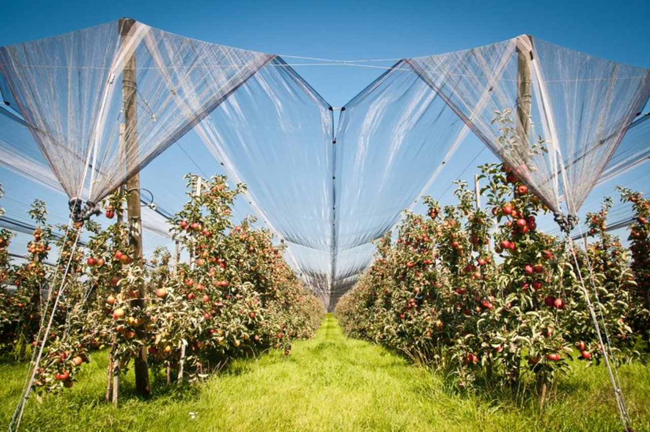 Obwohl noch nicht abgeschlossen, weiss man bereits, dass die Apfelernte 2018 gut ausfiel. (Bild Fotolia, Grafik lid)