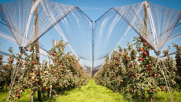 Obwohl noch nicht abgeschlossen, weiss man bereits, dass die Apfelernte 2018 gut ausfiel. (Bild Fotolia, Grafik lid)