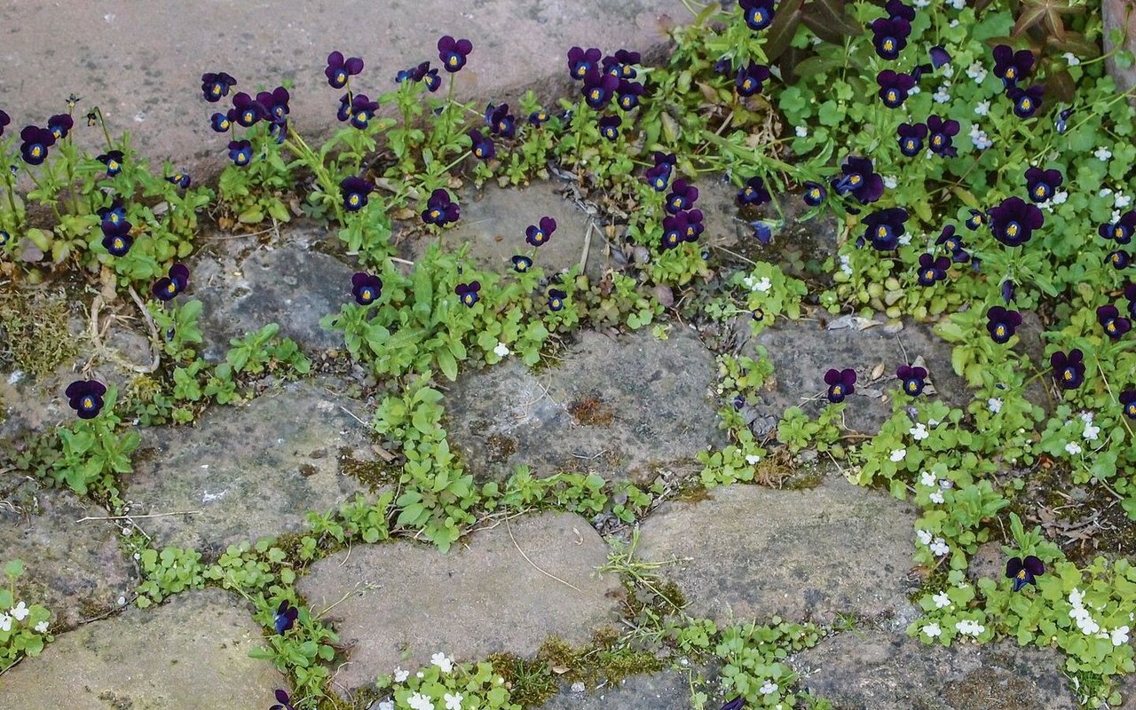 Robuste Augenweide: Diese kleinblütigen Hornveilchen blühen zwischen Trittsteinen.