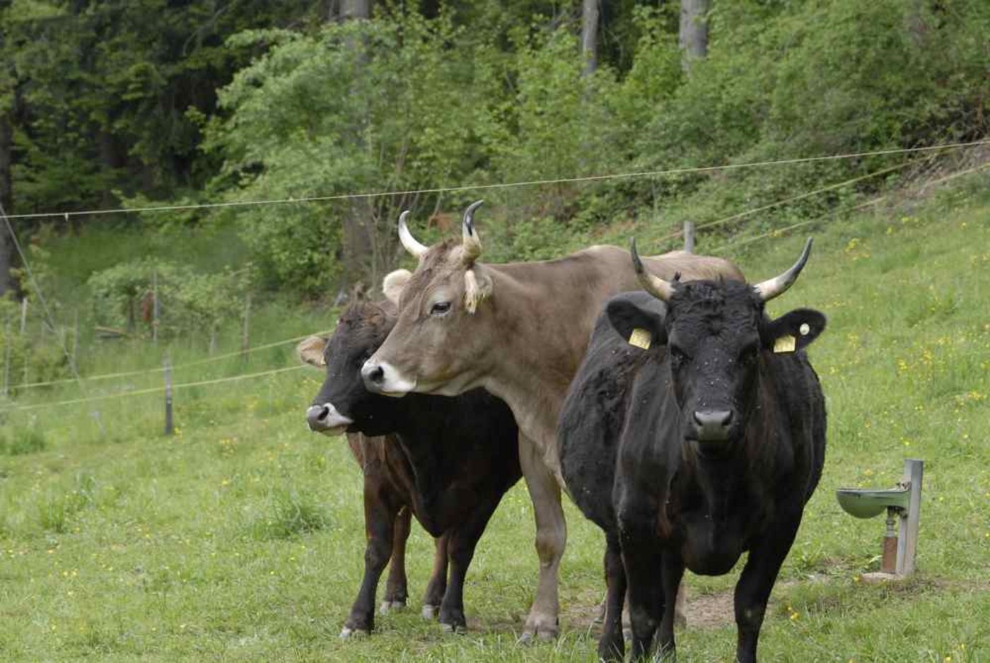 Das Bild, das sich Konsumenten von Mutterkuhaltung machen: Mutterkühe auf der Weide. (Bild zVg)