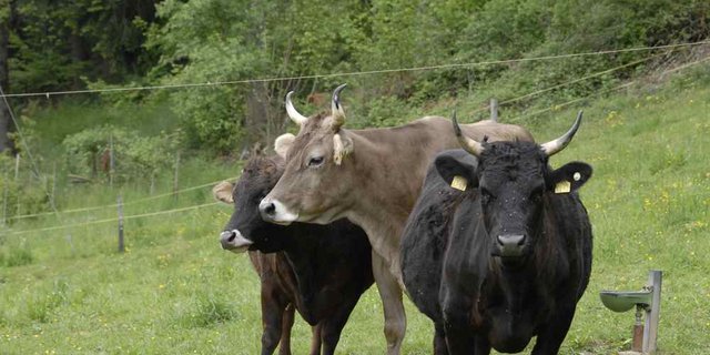 Das Bild, das sich Konsumenten von Mutterkuhaltung machen: Mutterkühe auf der Weide. (Bild zVg)