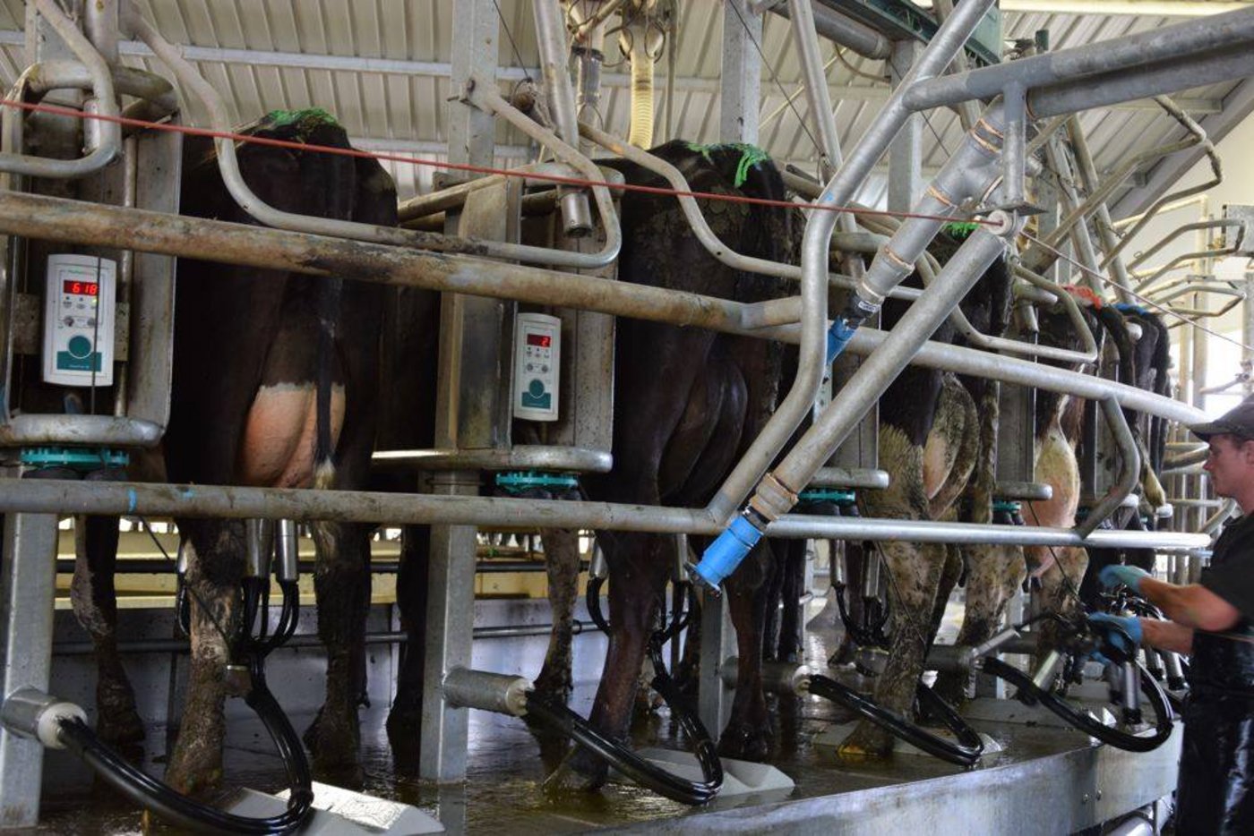 In Neuseeland werden die Kühe laut Schätzungen in der laufenden Saison 6% weniger Milch geben als im Vorjahr. (Bild jw)