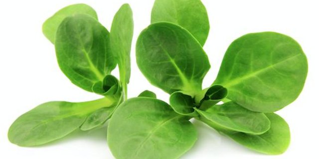 Enthält von allen Salaten am meisten Vitamine: Nüsslisalat. (Bild VSGP) 