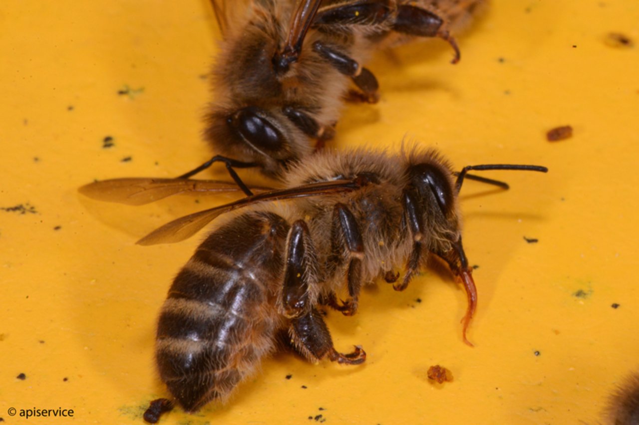 Vergiftete Bienen auf dem Flugbrett. (Bild apisuisse)