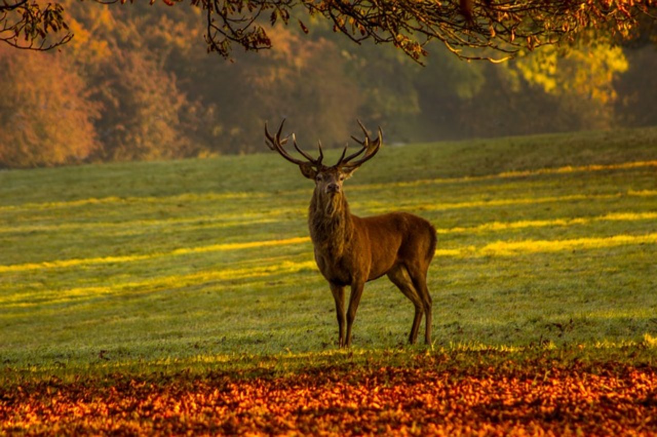 Die Walliser Jäger müssen nochmals ran: Sie haben die vorgegebenen Abschusszahlen beim Hirsch nicht erreicht. (Bild pixabay)