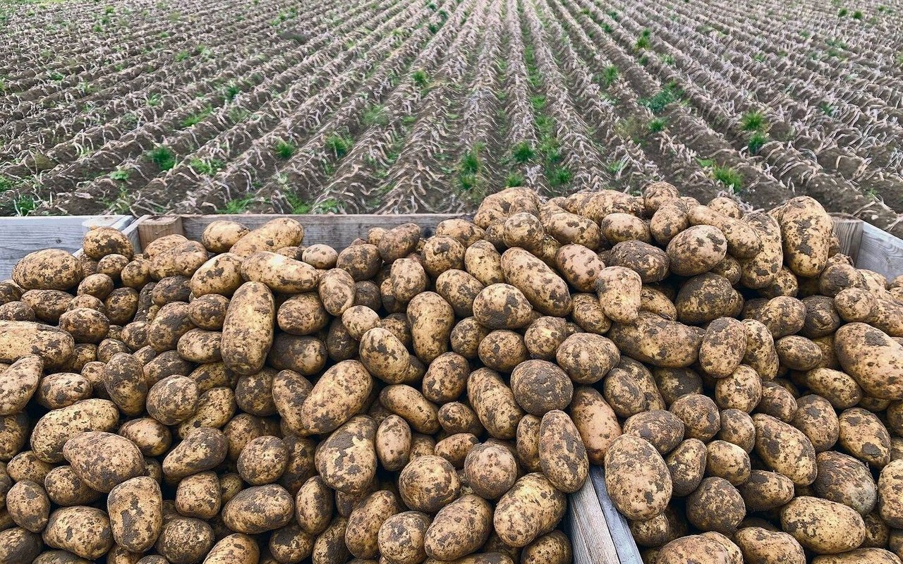 Ernte von Kartoffeln auf besten Aargauer Böden nahe dem Rhein. Die Flächenkonkurrenz wird immer stärker. 