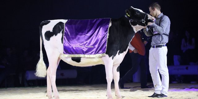 Swiss-Repro Mccutchen Panda von Sabrina und Seline Krebs, Gerzensee BE, wird Supreme Champion.