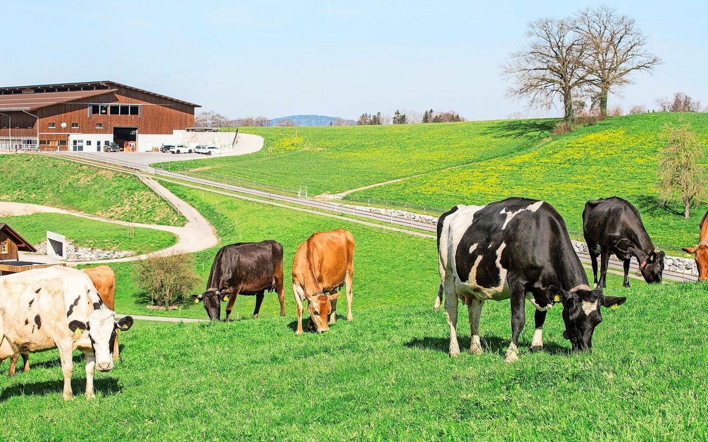Auf dem Brunner-Hof wird eine sogenannte mehrkopplige Kurzrasenweide mit 17 fix eingezäunten Koppeln geführt. 