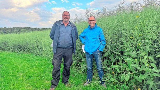 Markus Richner (Links), Berater Landor und Fortunat Schmid (Rechts), Mitglied Geschäftsleitung fenaco GOF, stehen neben dem Versuchsraps. Richner (1m90) sagt: Normalerweise sehe ich übers Feld, aber hier fehlen mir 30 Zentimeter.